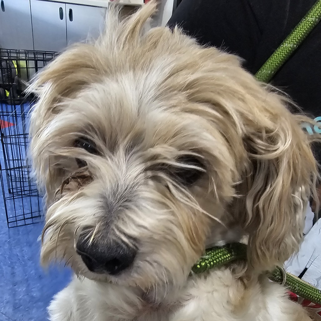 Wexter **STRAY HOLD-NOT AVAILABLE**