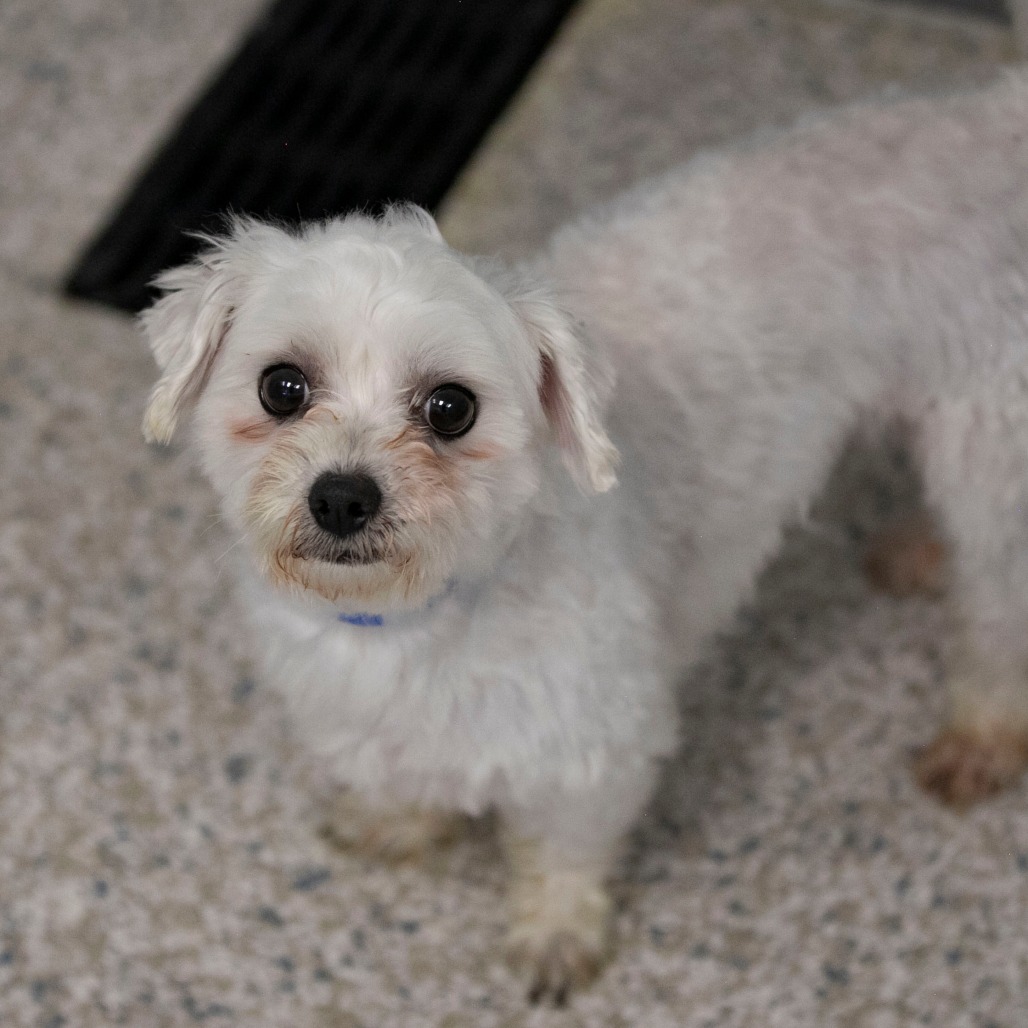 BENNIE (AG26-40) - Maltese available for adoption