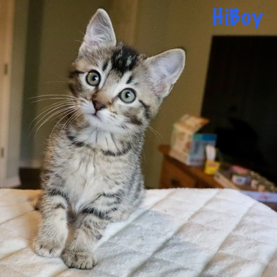 HiBoy