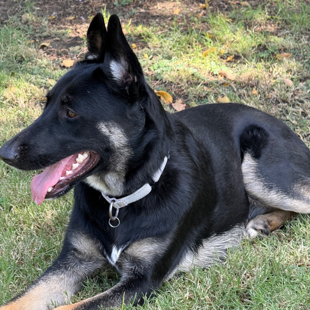 Mushu, photo 22