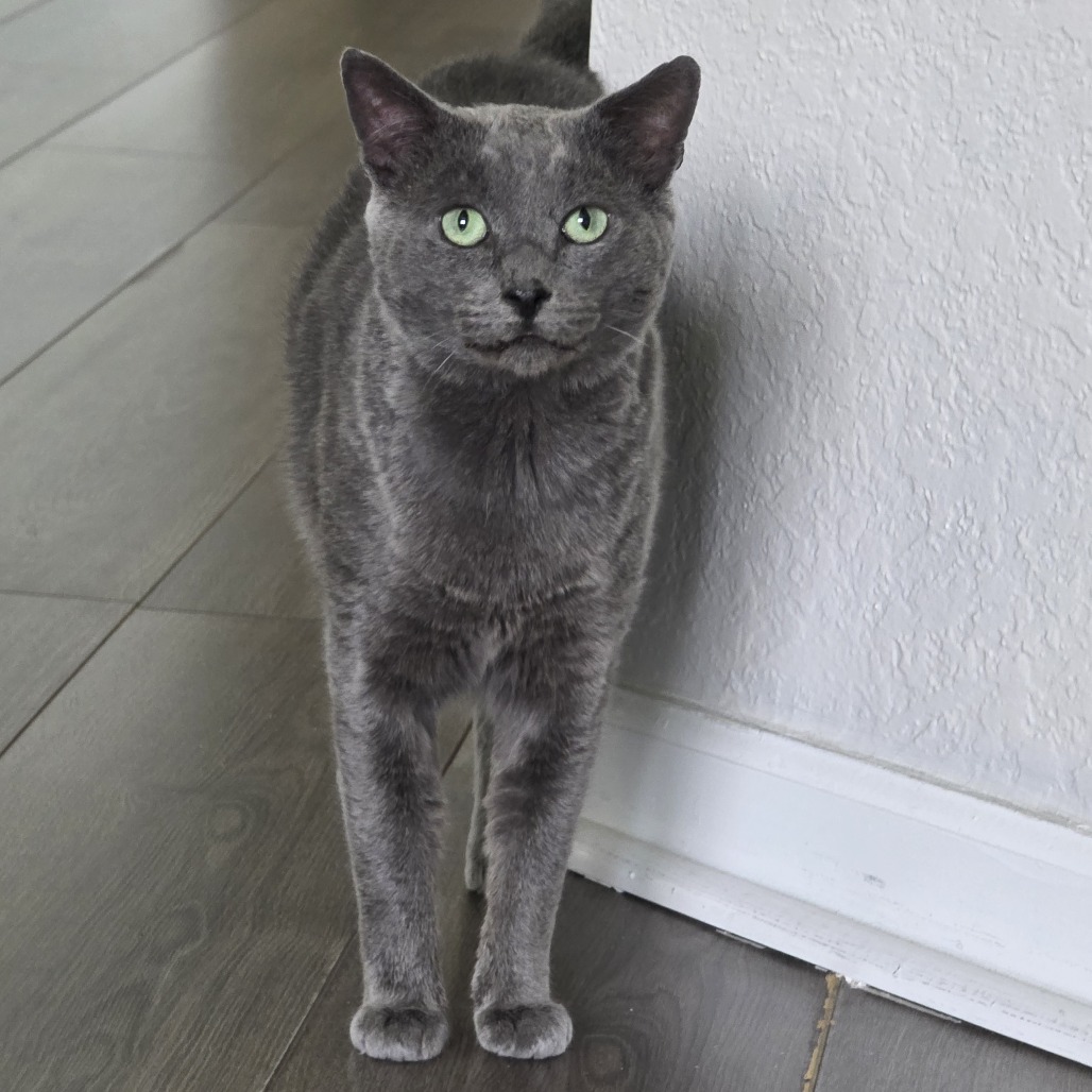 Leo