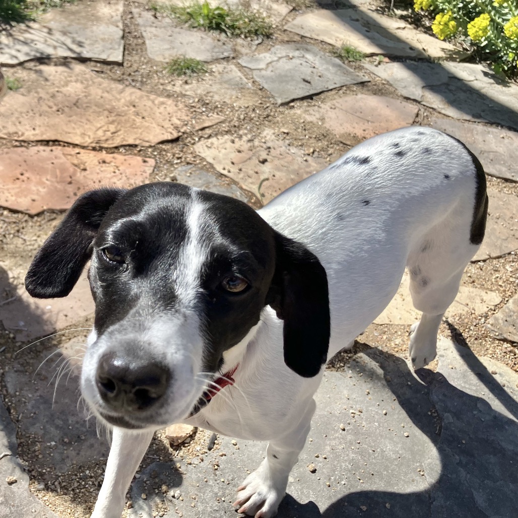 Gemma (Courtesy Listing) — thumbnail 2