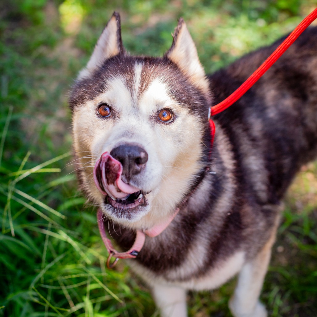 DALE EARNHARDT - Husky / Mix available for adoption