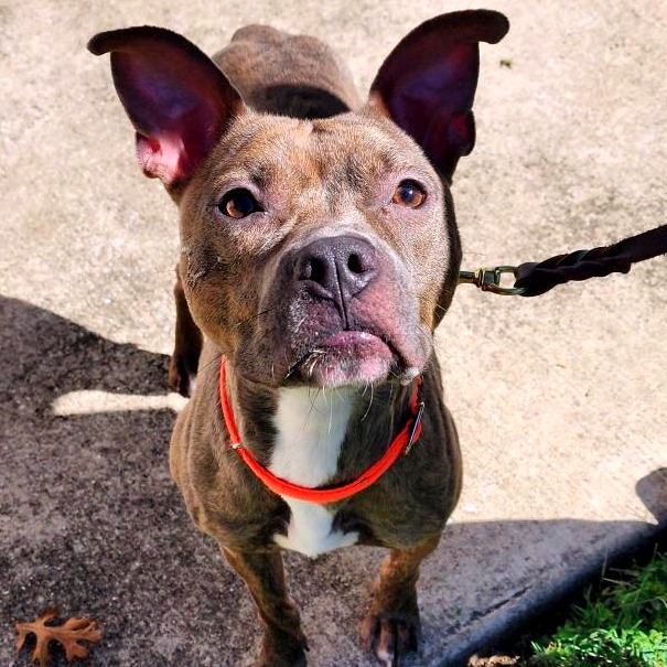 BRIT - Terrier / American Pit Bull available for adoption