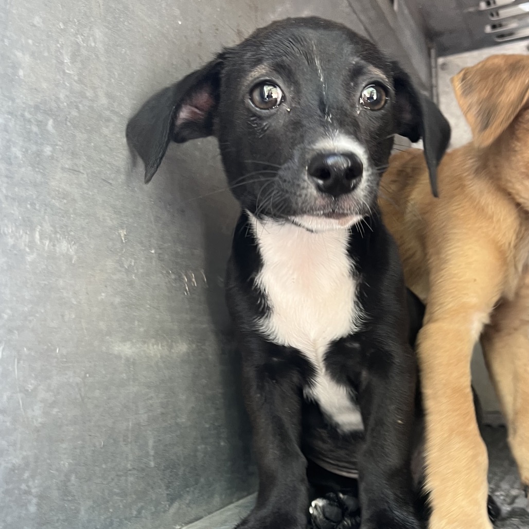 BALOO BOY - Shepherd / Terrier available for adoption
