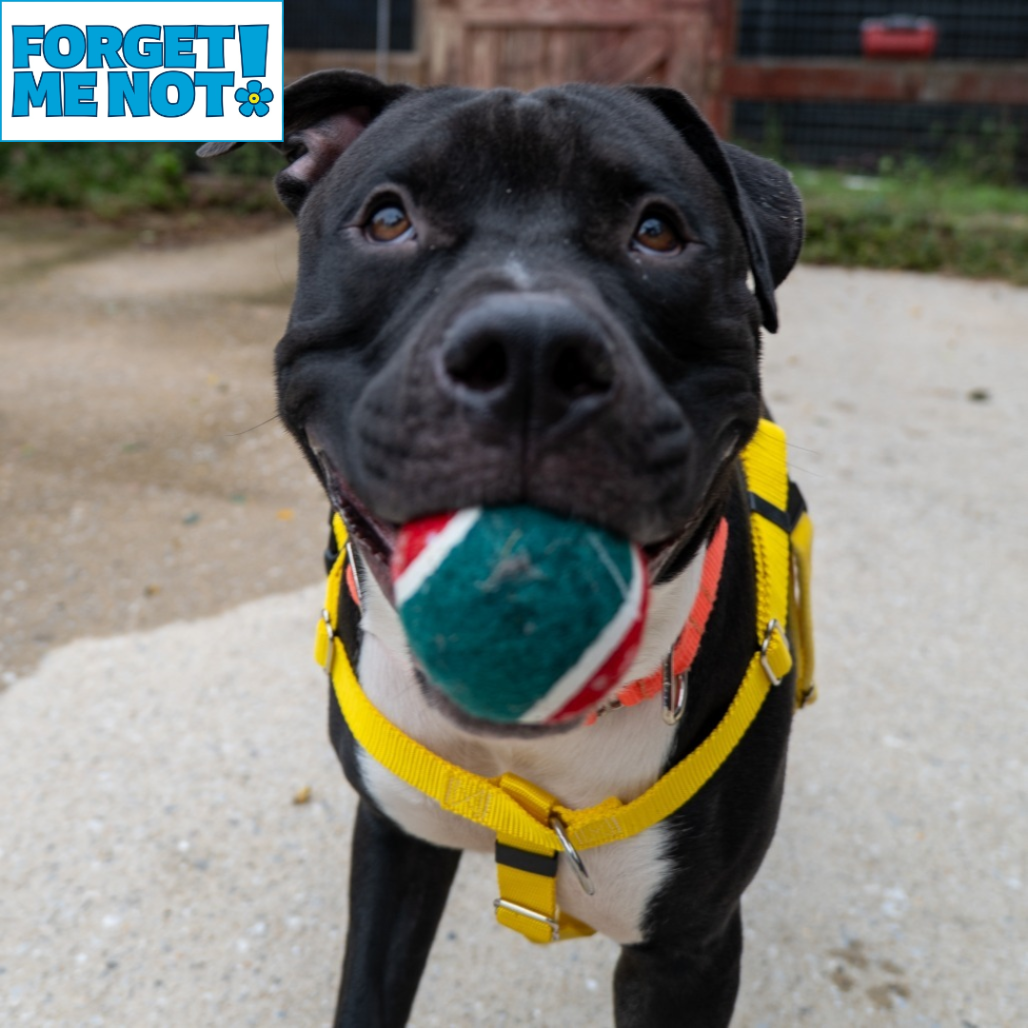 MR. BUDDY MAN - Terrier / American Pit Bull available for adoption