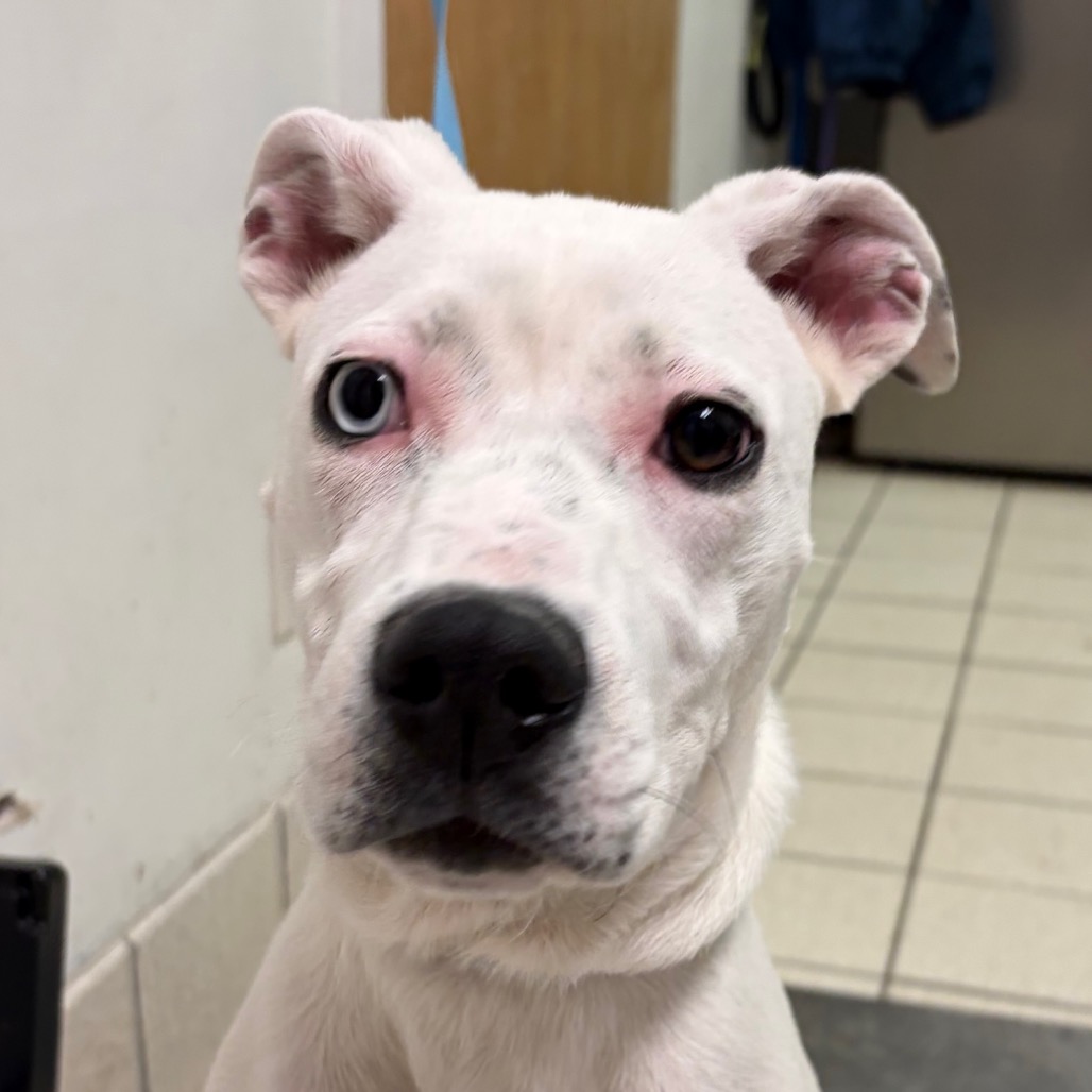 Everest — thumbnail 2