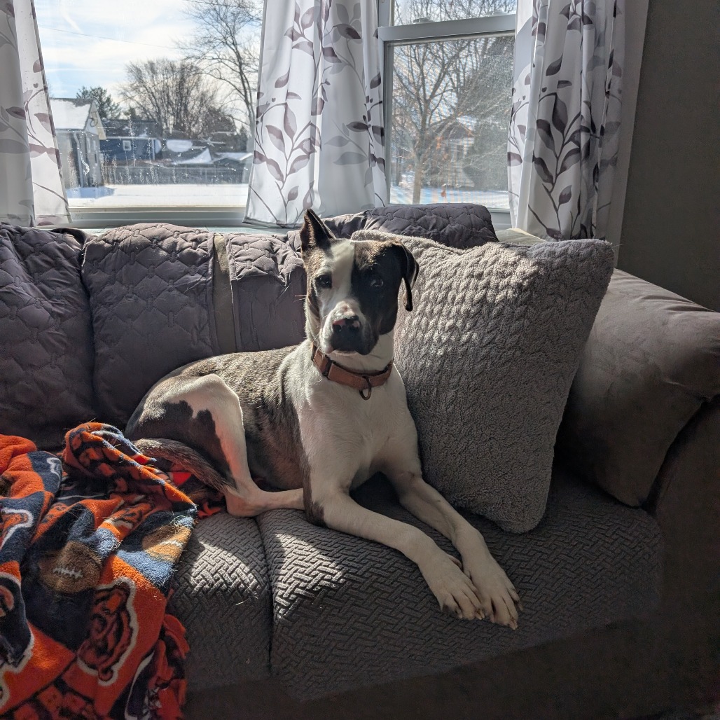 Patches is available for adoption at Anderson Humane