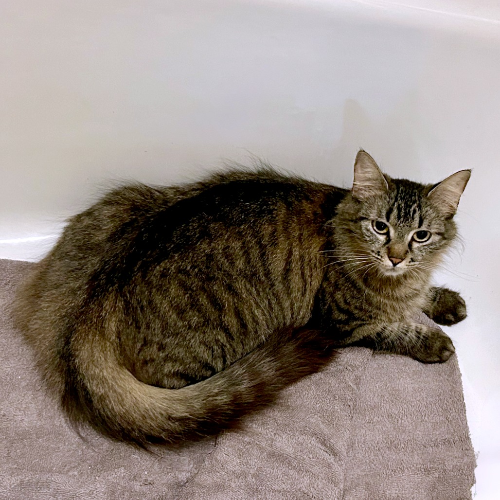 Short Stack — thumbnail 10