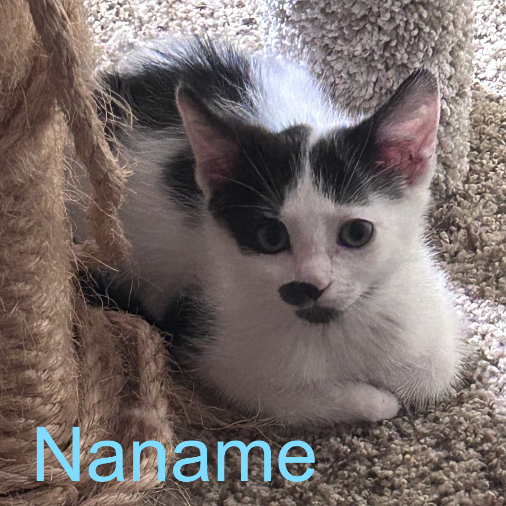 Naname, an adoptable cat