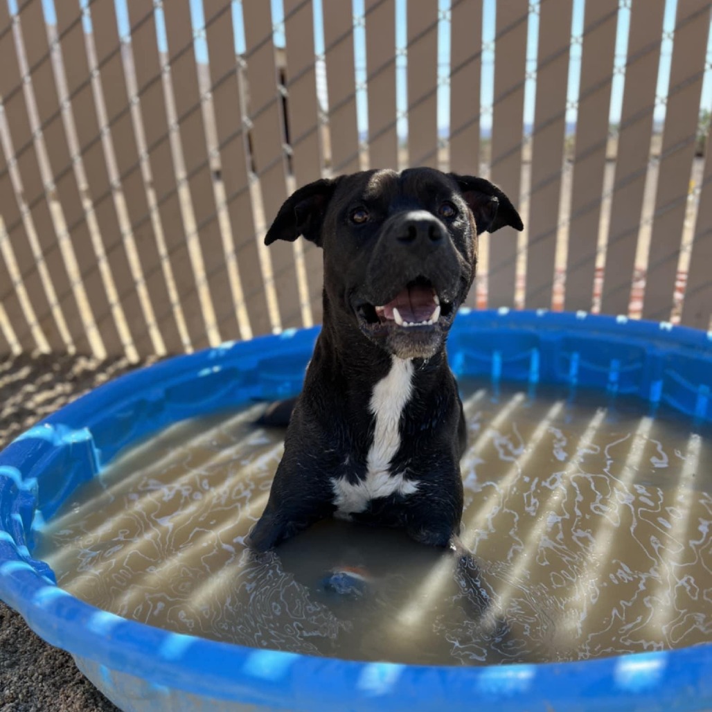 Oswald