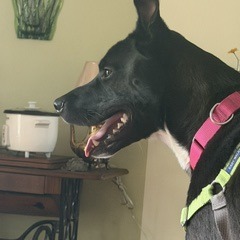Photo of Chip 19