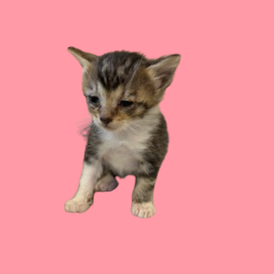 Tusc Stray 81755