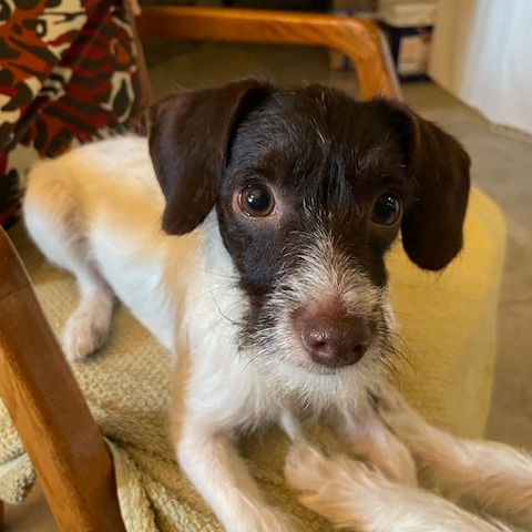 BETTY - Chihuahua / Poodle available for adoption