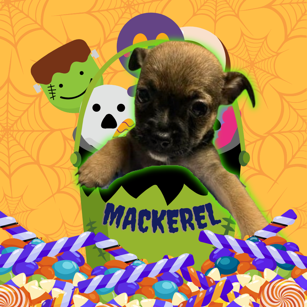 Mackerel: Male 2 Chihuahua/Terrier