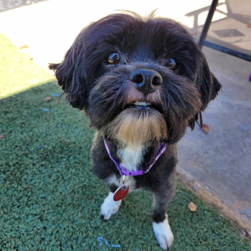 Lulu