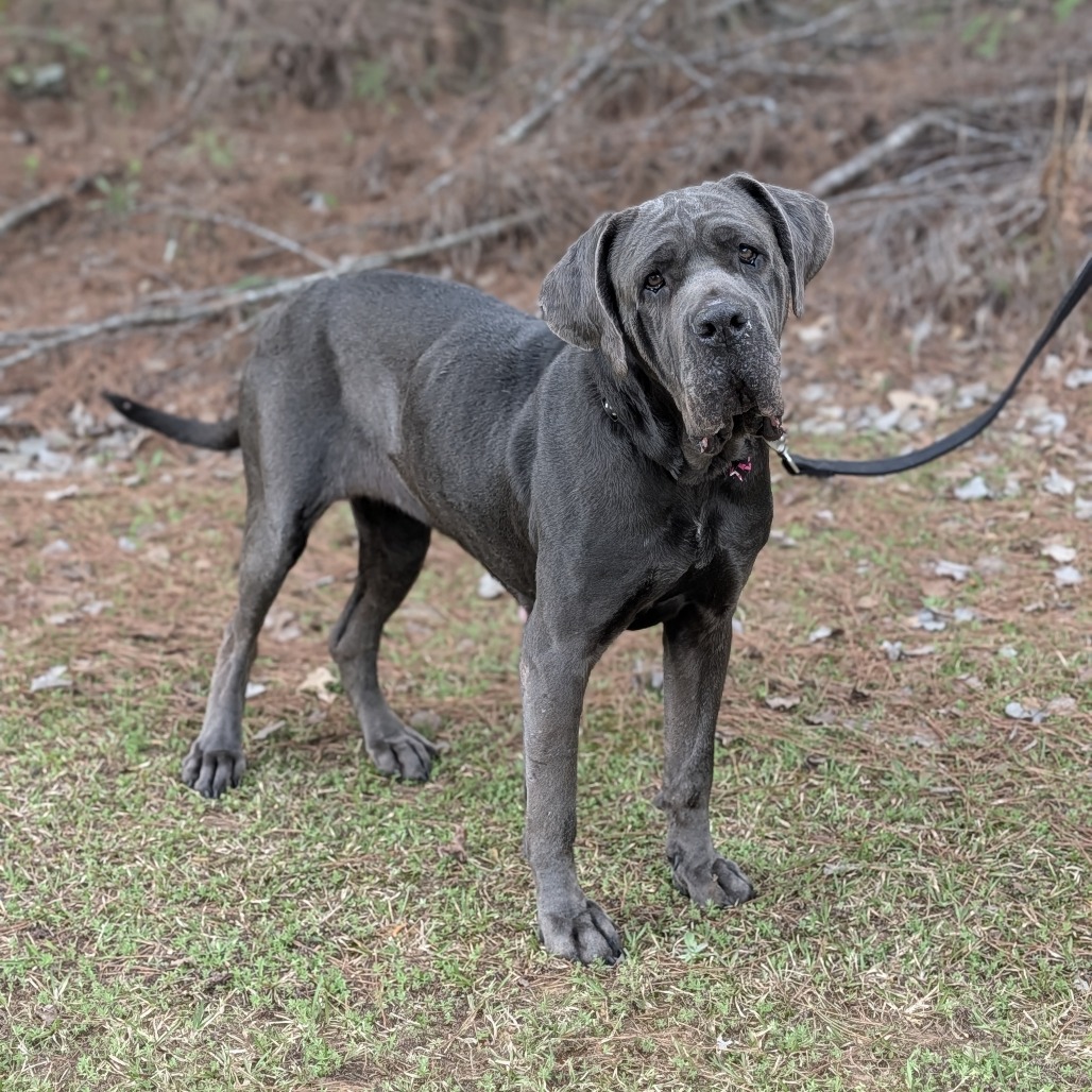 Miss Maple(HW+) 03-0442, photo 7