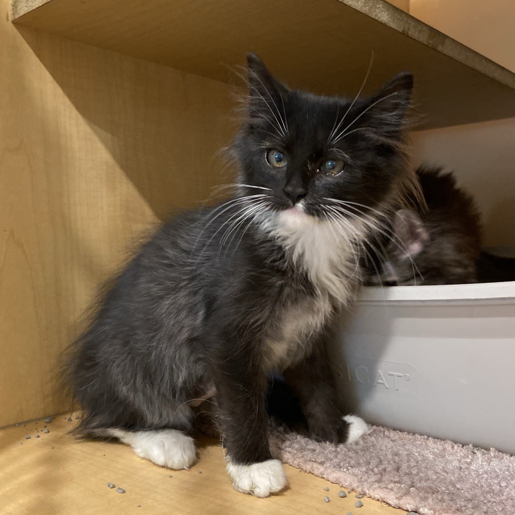 FYNLEE - Domestic Longhair available for adoption