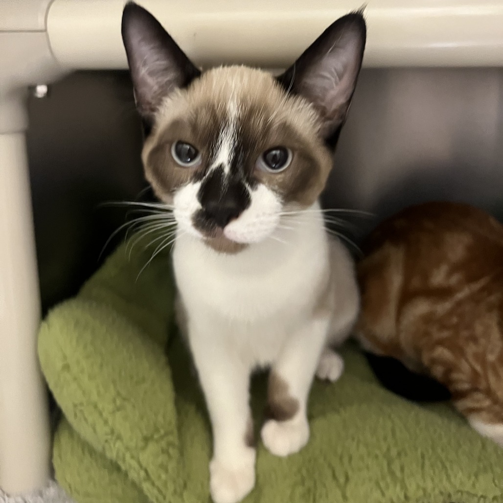 BLUE - Domestic Shorthair available for adoption