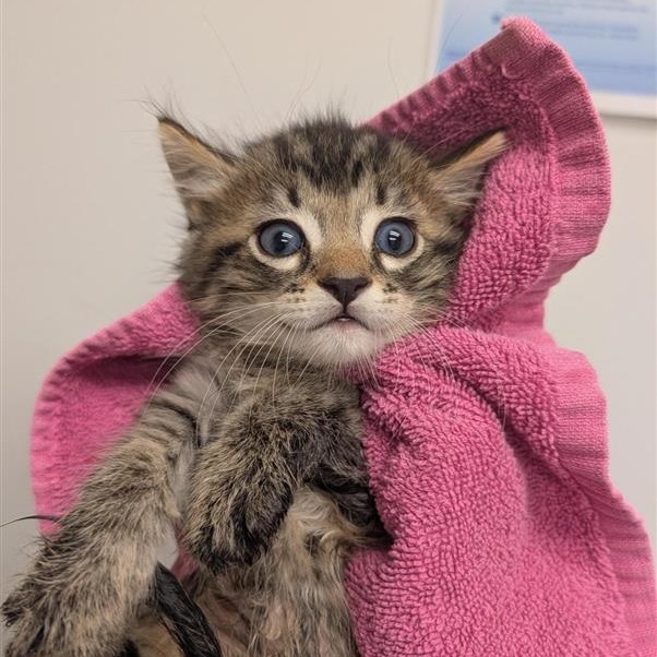 SWEDISH FISH - Domestic Shorthair available for adoption