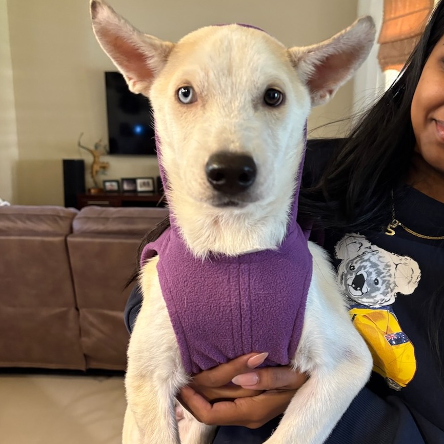 FIREBALL - Shepherd / Mixed Breed (Small) available for adoption