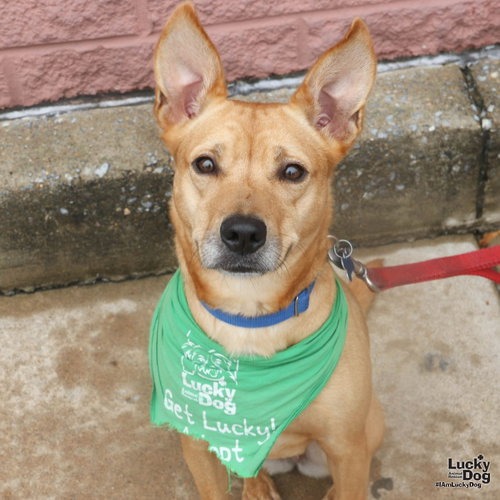 SKYE - Shepherd / Terrier available for adoption