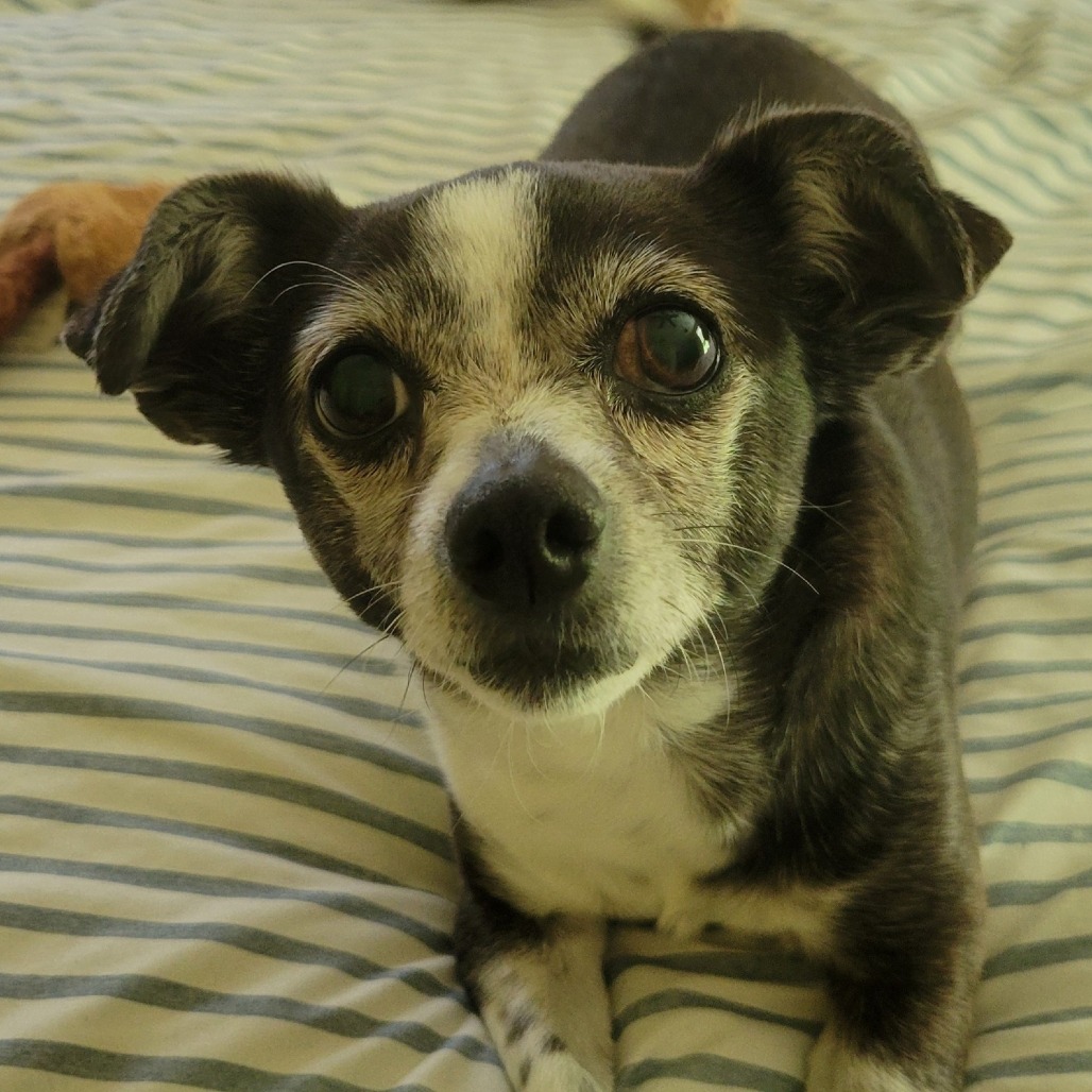 Penny, photo 3