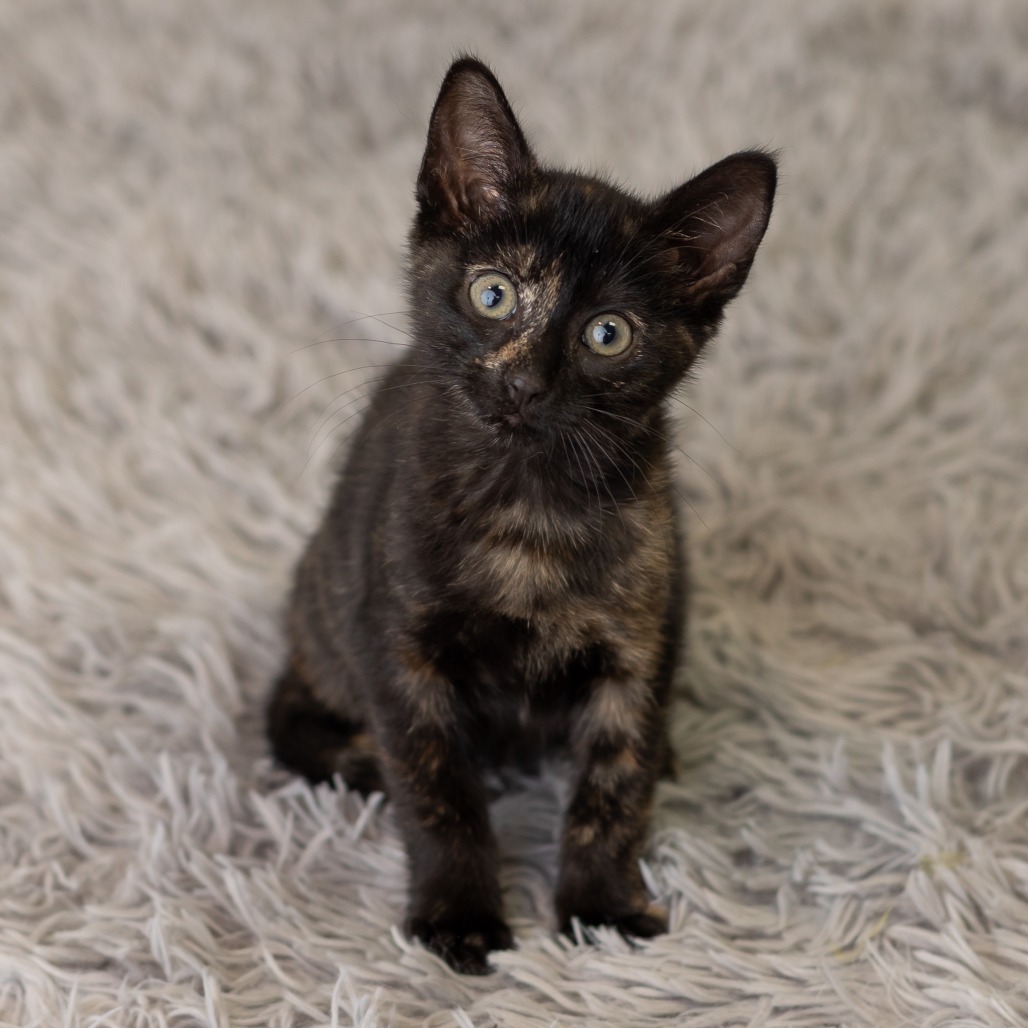 Bjork, photo 4