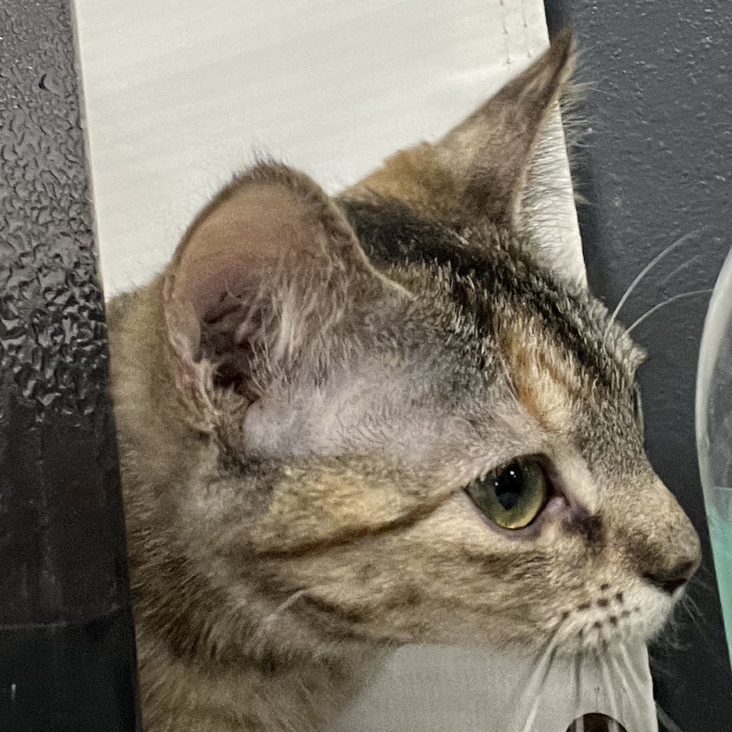 Nala, photo 3