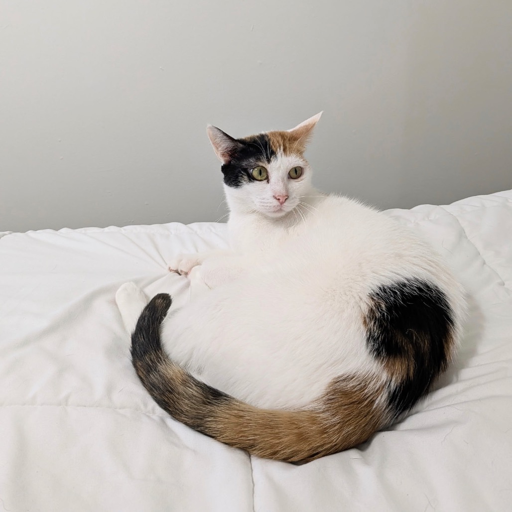 Maggie - Dubai — thumbnail 5