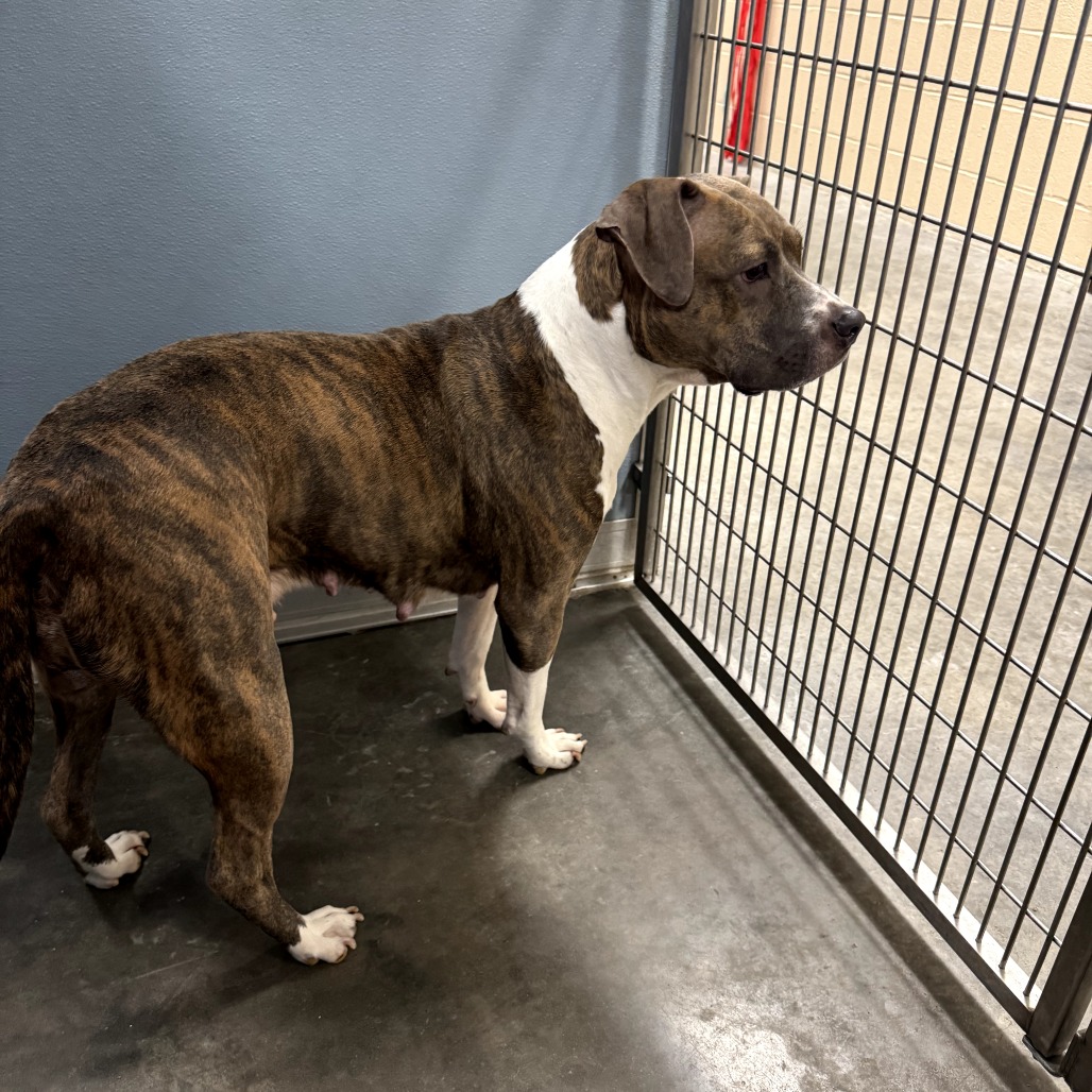 ISABELLA - Terrier / Pit Bull available for adoption