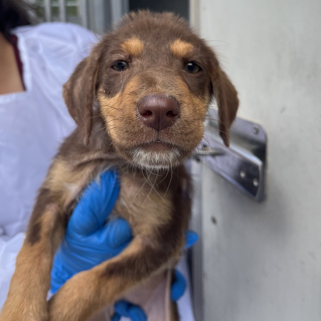PVAS-STRAY-246816_2 - Shepherd / Mix available for adoption