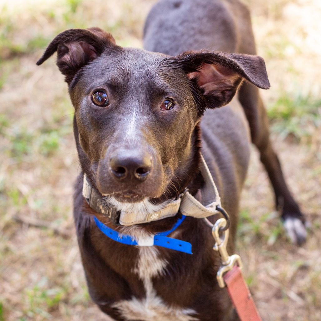 MARCO - Retriever, Labrador / Mix available for adoption