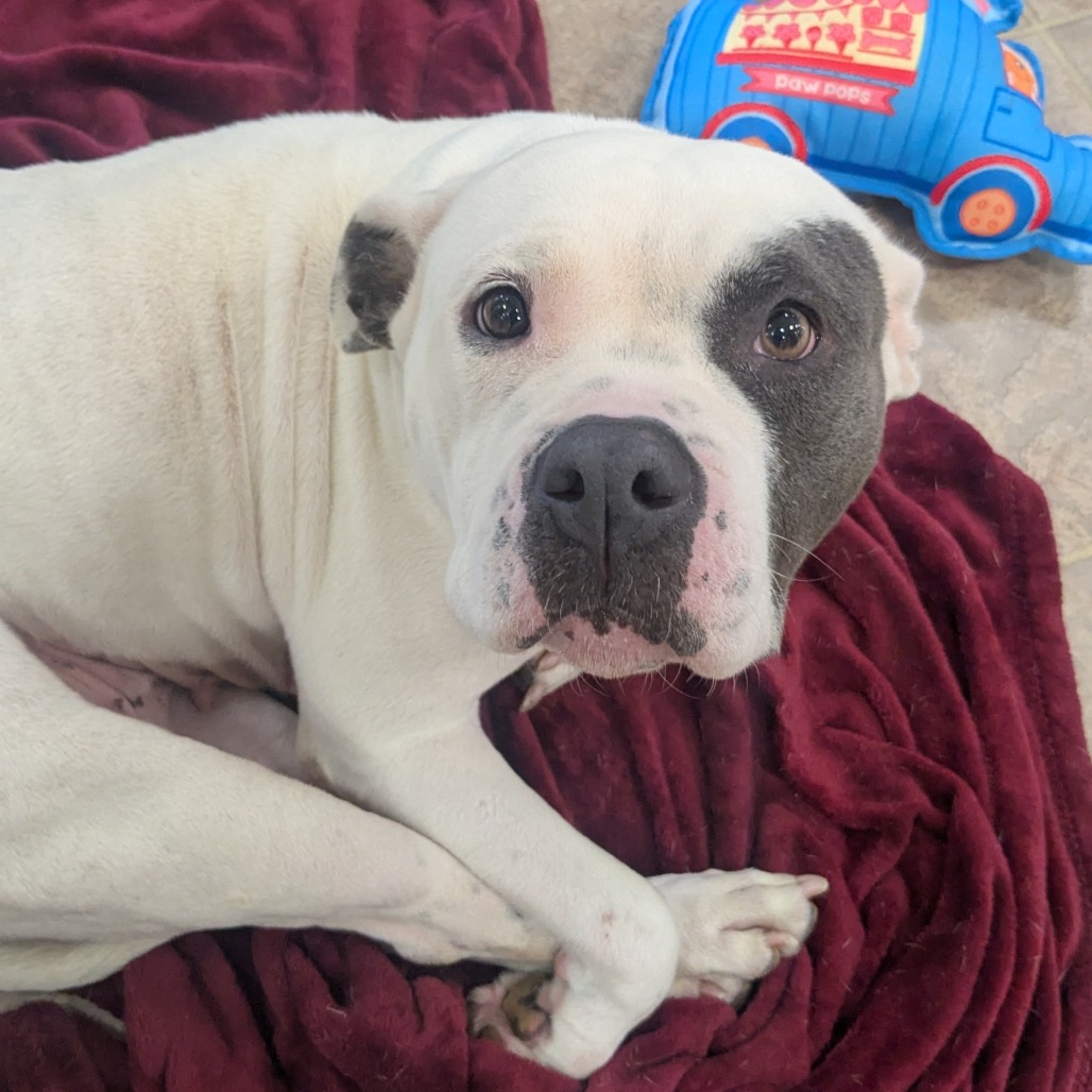 Pit Bull