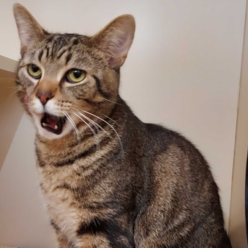 MERLIN - Domestic Shorthair available for adoption