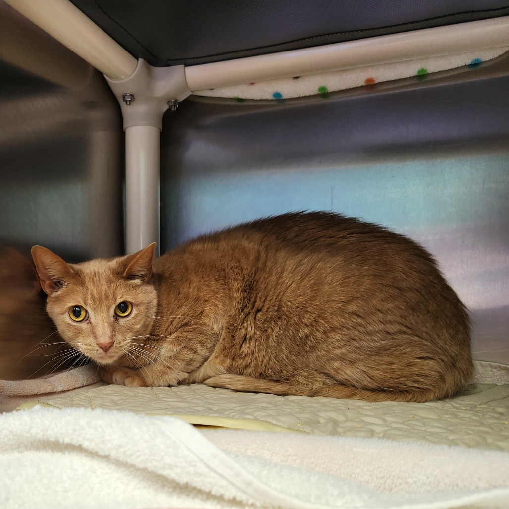 Pancake — thumbnail 3