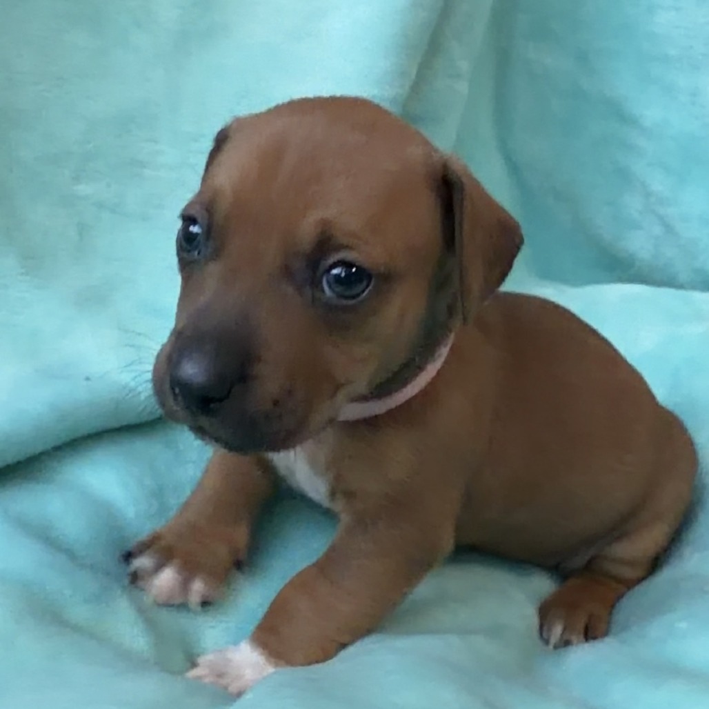 Peony's Pup- Finny — thumbnail 3