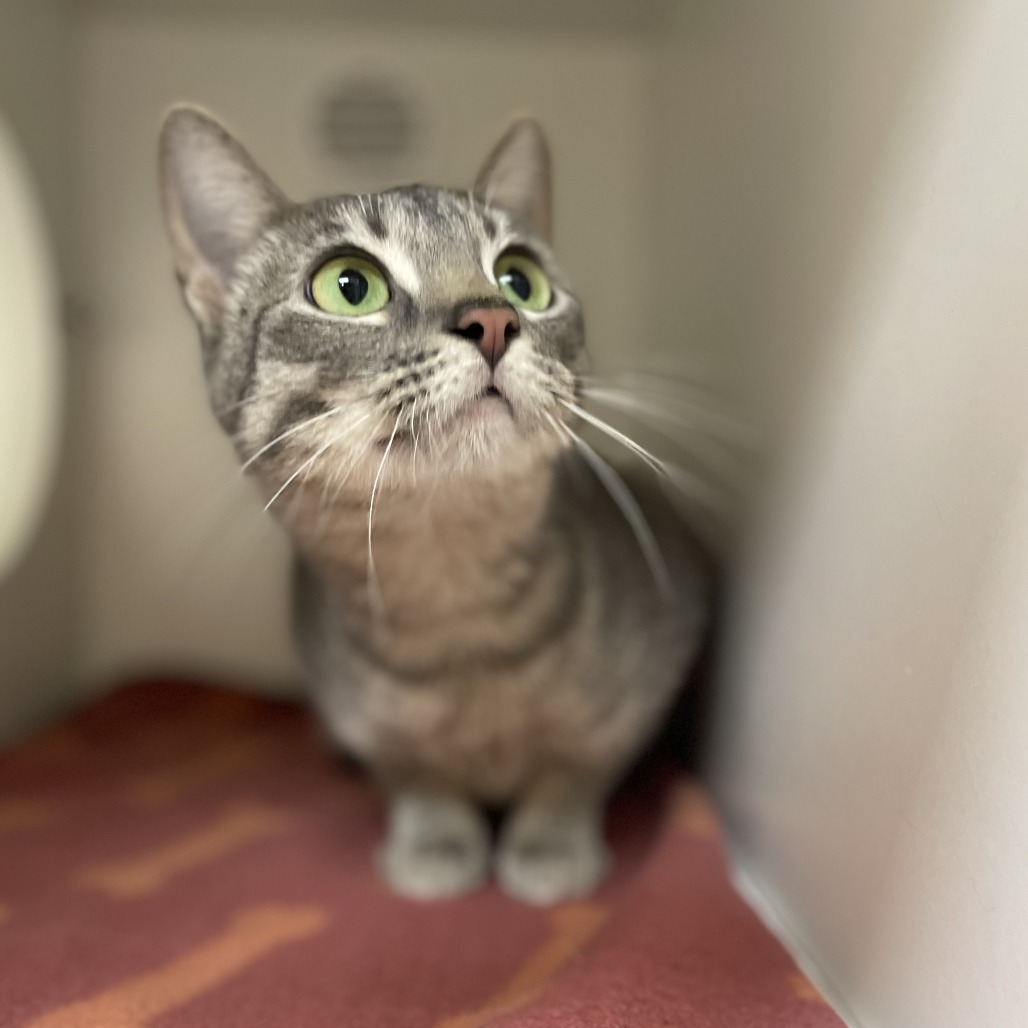 Jadis — thumbnail 2