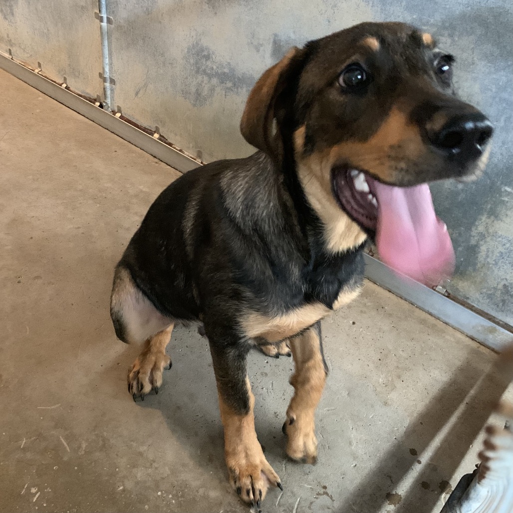 GUPPY - Shepherd available for adoption