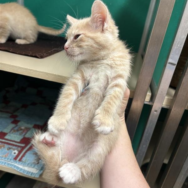 Elminster: Male 2 Domestic Shorthair