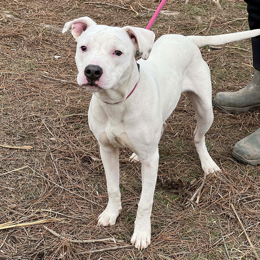 Chief — thumbnail 4