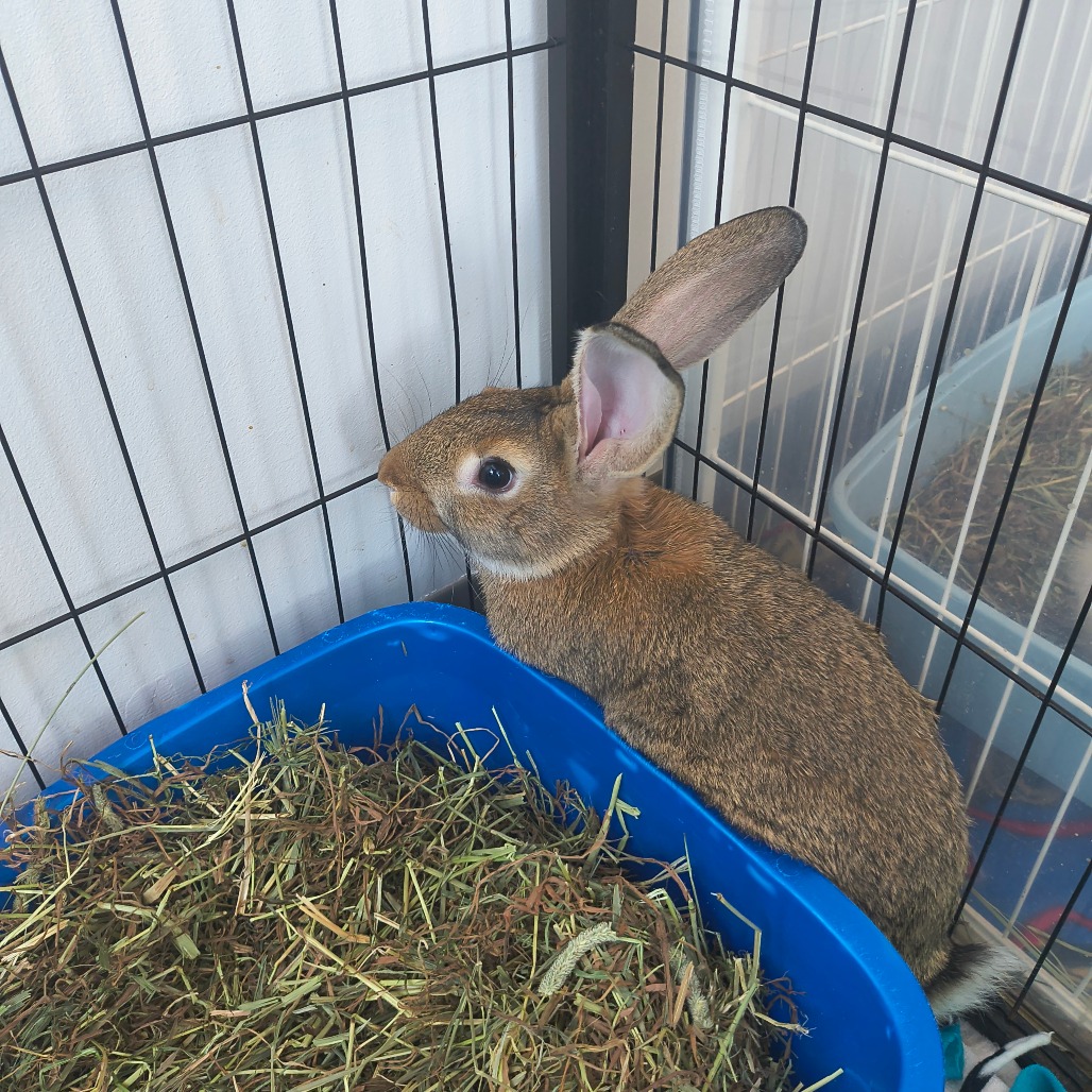 JOAN JETT - Other available for adoption