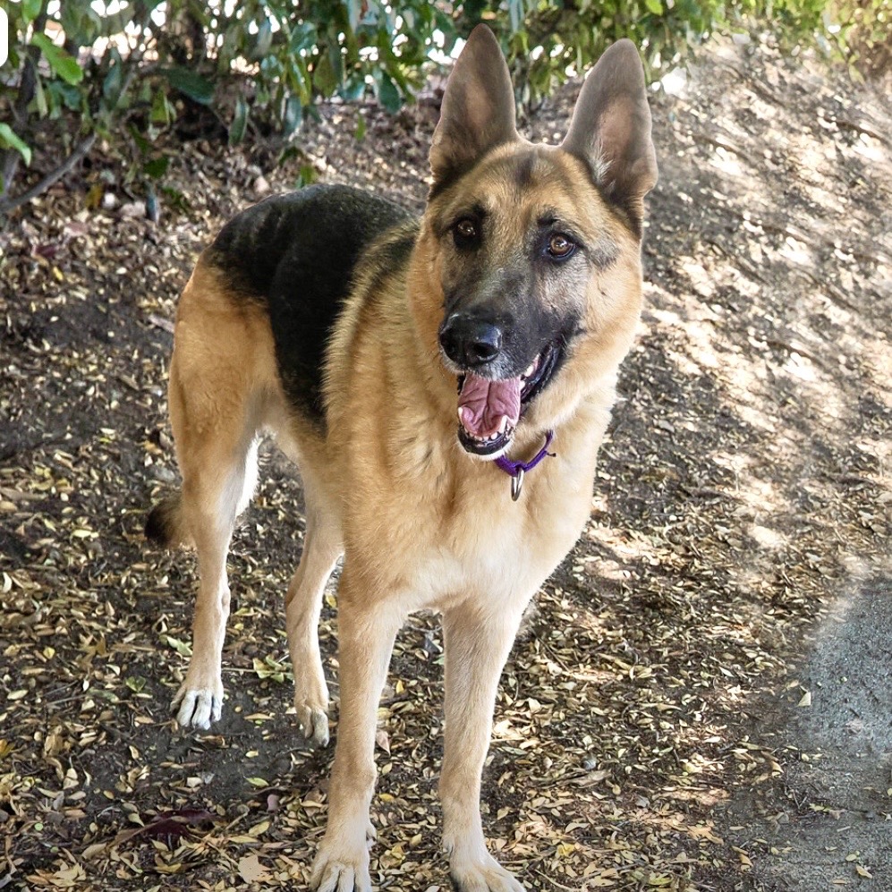 BUDDY, photo 10