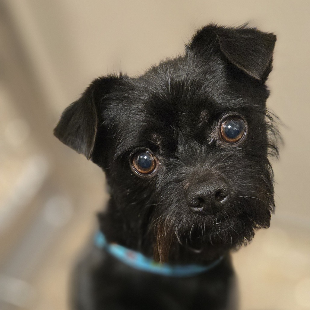 ECHO - Mixed Breed (Small) available for adoption