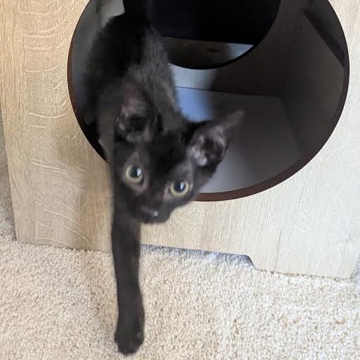EMBER - Domestic Shorthair available for adoption
