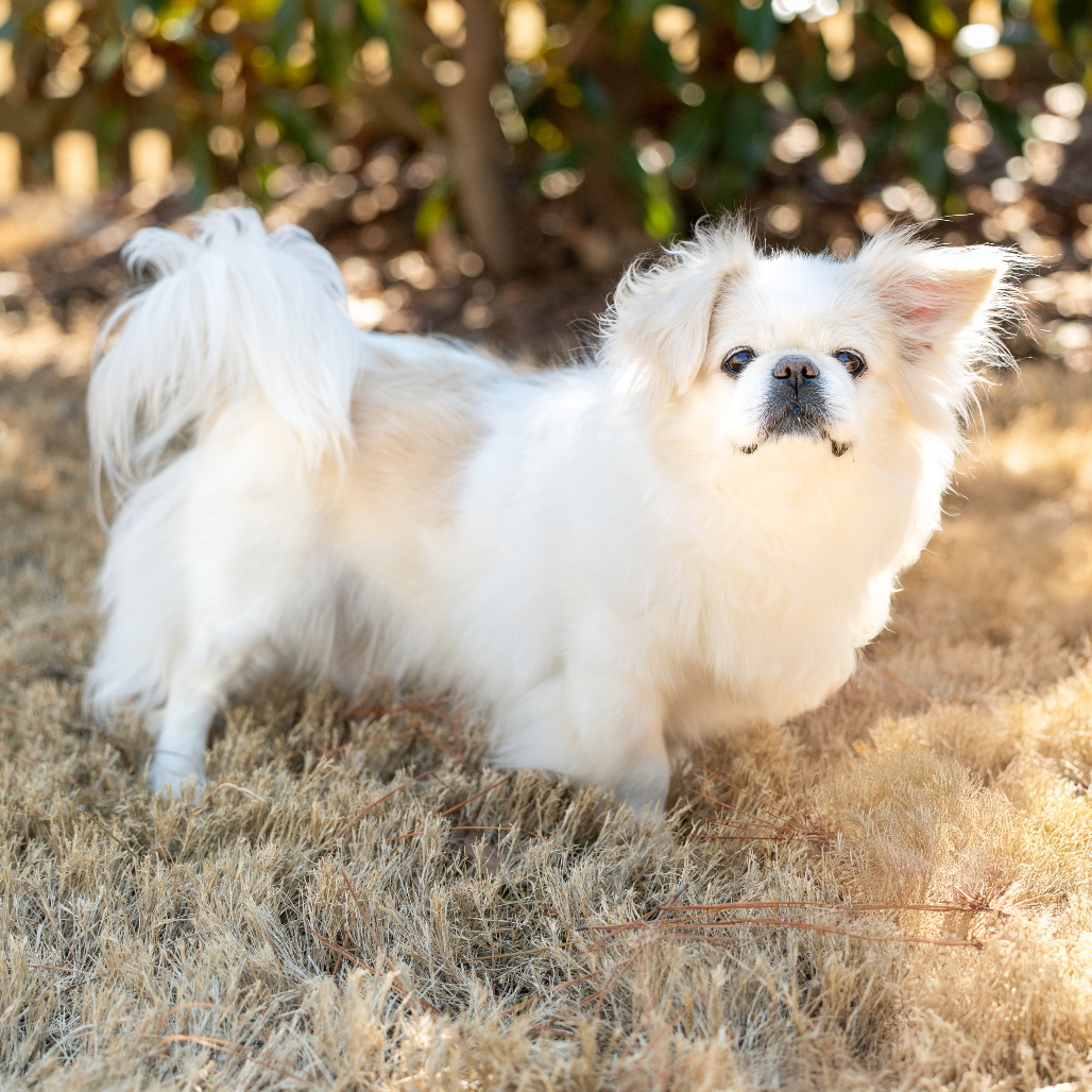 Coco — thumbnail 5