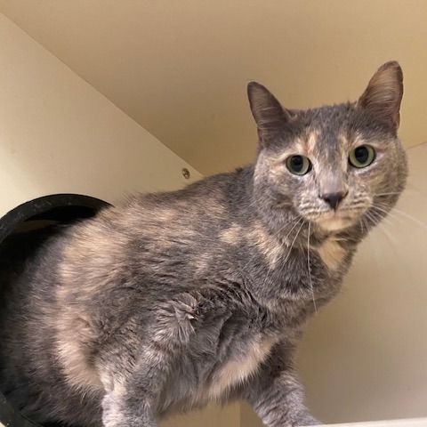 ANGELA - Domestic Shorthair / Mix available for adoption