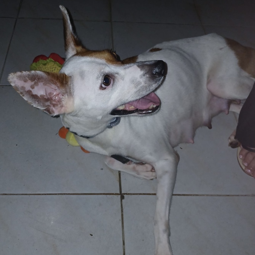 PECAS - Terrier / Mix available for adoption