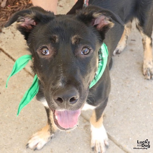 FIDO - Shepherd, Australian / Shepherd available for adoption