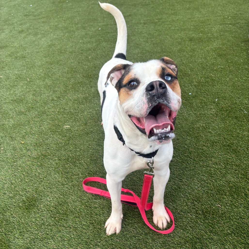 Julius "Orange" Caesar — thumbnail 3